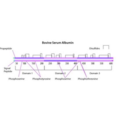 ALBUMIN, Bovine Serum, Nuclease-free (50.8mg/ml Solution)