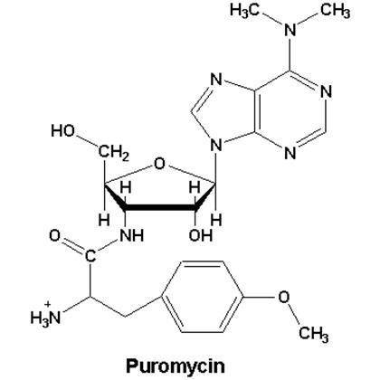 PUROMYCIN, Dihydrochloride 