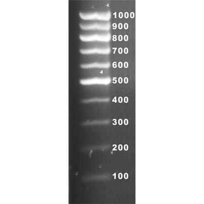 100-1000 bp DNA Ladder (10 bant içerir ve yükleme boyası ayrıdır)