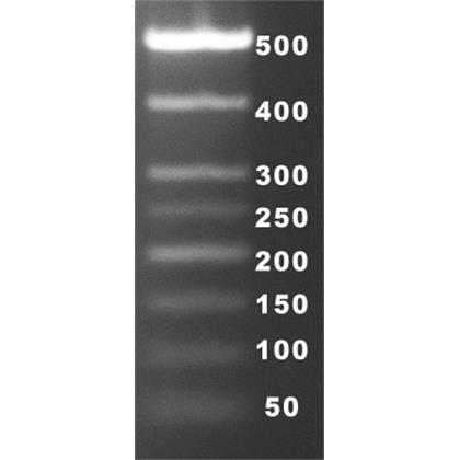 50-500 bp DNA Ladder (50 bp Marker 8 bant içerir ve yükleme boyası ayrıdır)