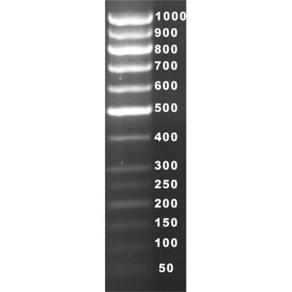 50-1000 bp DNA Ladder (13 bant içerir ve boyası ayrıdır)