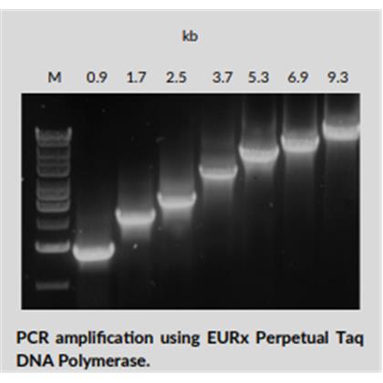 Color Perpetual Taq DNA Polymerase HOT START