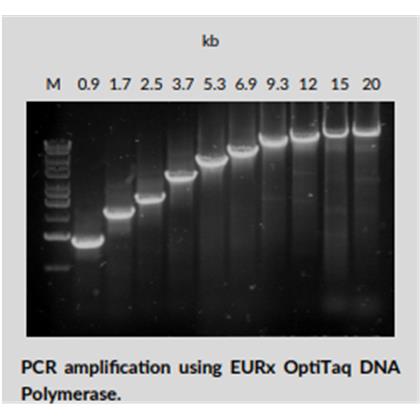 OptiTaq DNA Polymerase Long PCR & Proofreading Blend)