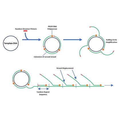 phi29 DNA Polymerase (A highly processive recombinant polymerase with exceptional strand displacement activity)