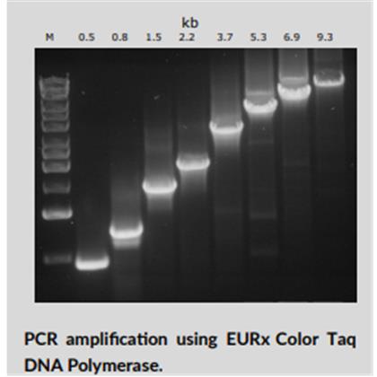 Color Taq DNA Polymerase